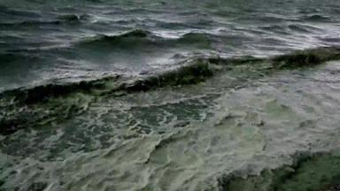 生态灾难黑色的海巨大的发展蓝绿色藻类水布鲁姆海污染富营养化敖德萨湾黑色的海乌克兰